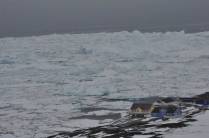 Um verdadeiro rio de gelo na costa de Ilulissat, na Groelândia